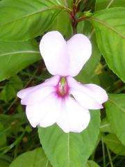 Impatiens flaccida