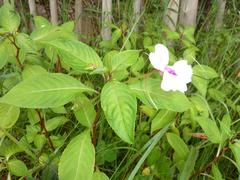 Impatiens flaccida