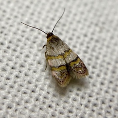 Elaphromorpha axierasta
