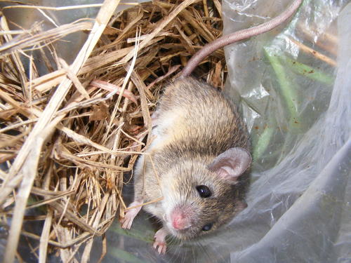 Mastomys natalensis