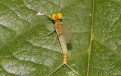 Baetis fuscatus