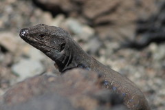 Gallotia galloti galloti