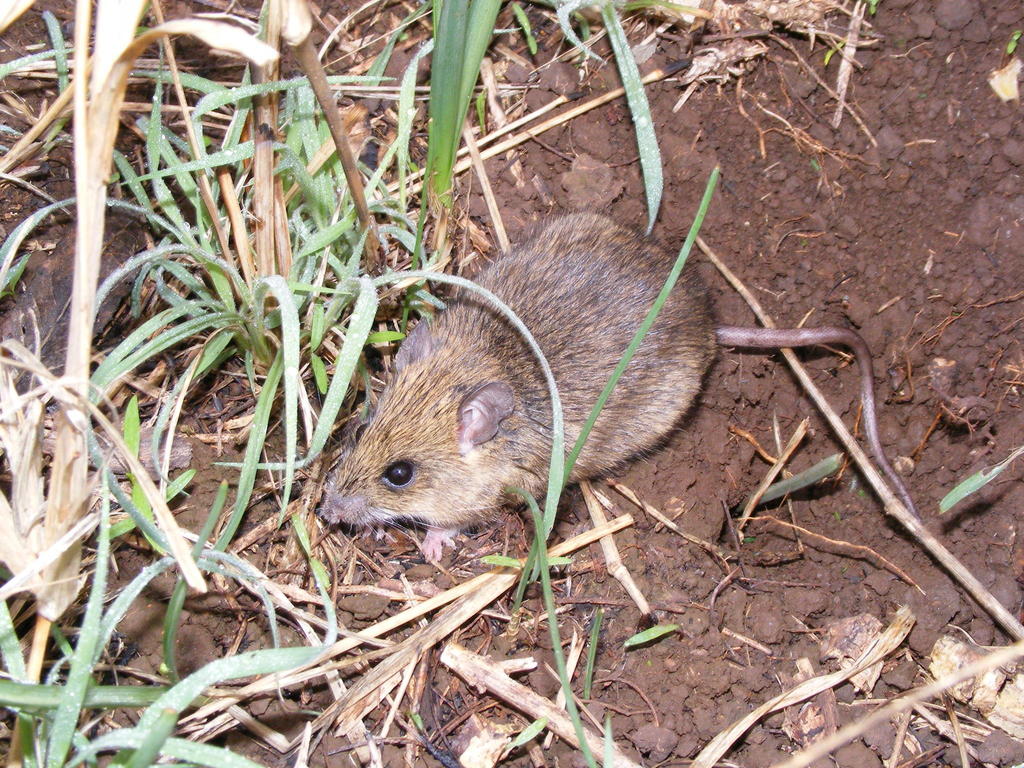 Natal Mastomys