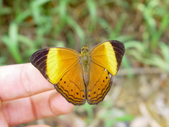 Cirrochroa orissa