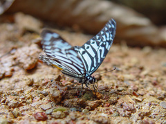 Graphium delessertii