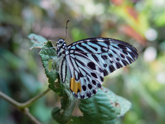 Graphium delessertii