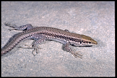 Phoenicolacerta kulzeri petraea