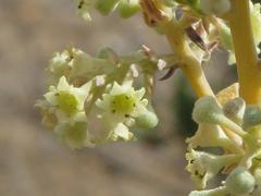 Phylica oleifolia