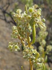 Phylica oleifolia