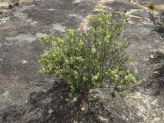 Phylica oleifolia