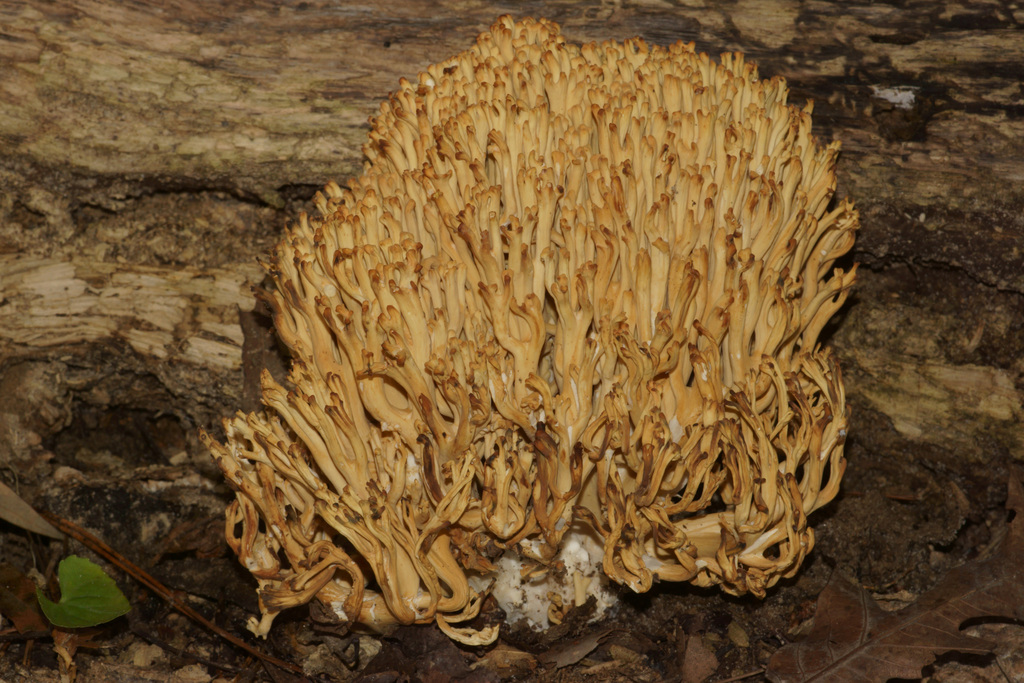 Ramaria obtusissima