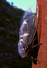 Cornuplura rudis