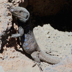 Gallotia galloti galloti