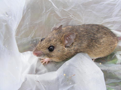 Coucha Rat