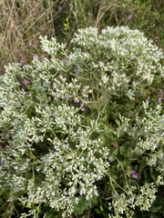 Eupatorium rotundifolium
