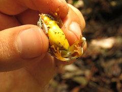 Hyperolius ocellatus