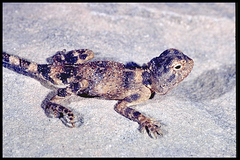 Trapelus agnetae