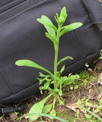 Myosotis verna
