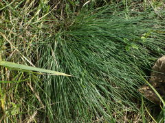 Festuca trachyphylla