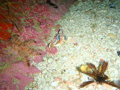 Chelidonichthys capensis