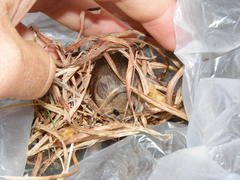 Mus minutoides minutoides