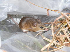 Mus minutoides minutoides