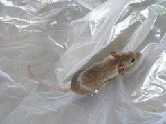 Mus minutoides minutoides