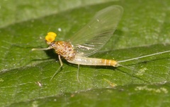 Baetis fuscatus