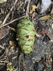 Pseudotsuga wilsoniana