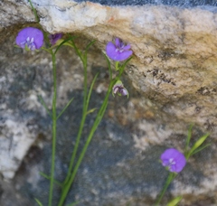 Psoralea oreophila