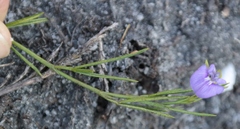 Psoralea oreophila