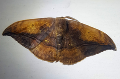Agnidra specularia