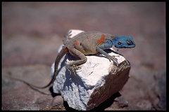 Pseudotrapelus sinaitus