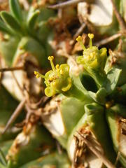 Euphorbia pulvinata