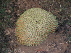 Euphorbia pulvinata