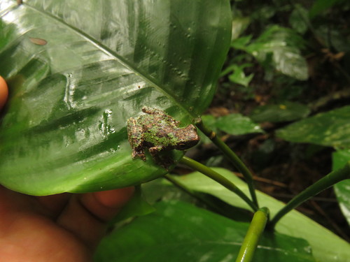 African Tree Toad