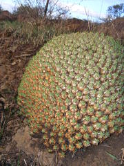 Euphorbia pulvinata