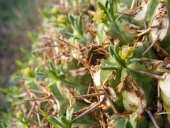 Euphorbia pulvinata