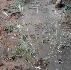 Aristida congesta congesta