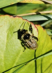 Bombus sylvarum