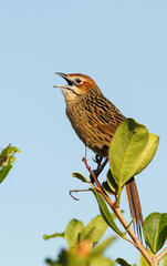 Sphenoeacus afer afer