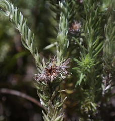 Thaminophyllum multiflorum