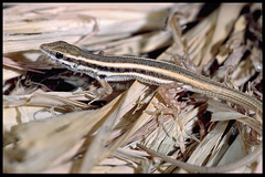 Ophisops elegans ehrenbergii