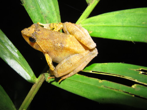 Golden Puddle Frog