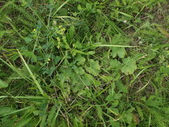 Alchemilla propinqua