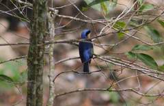 Pipraeidea melanonota