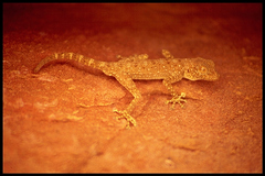 Ptyodactylus guttatus