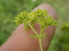 Alchemilla propinqua