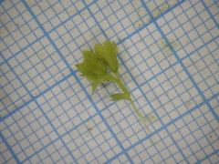 Alchemilla propinqua