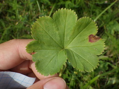 Alchemilla propinqua